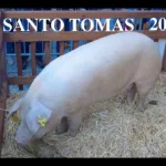Descubre la tradición y cultura en la feria de Santo Tomás en Vitoria: Un imprescindible en tu viaje de turismo